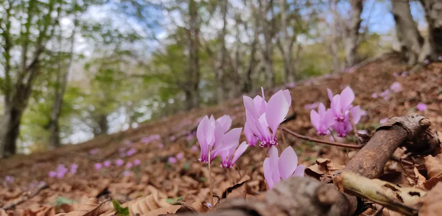 Fioriture spontanee nel sottobosco