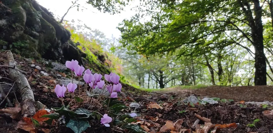 Ciclamini selvatici ai piedi dei faggi