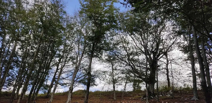 La faggeta che chiude il bosco a monte