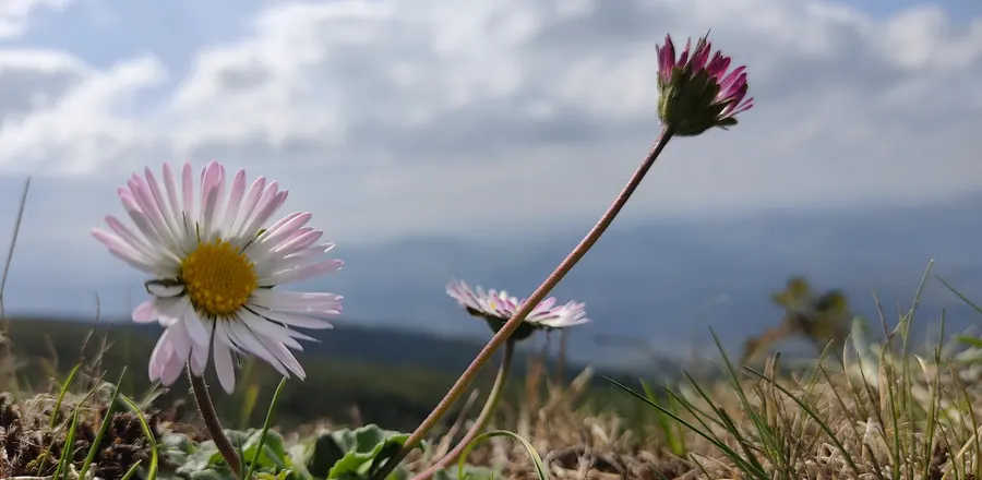 Margherite di quota sul crinale