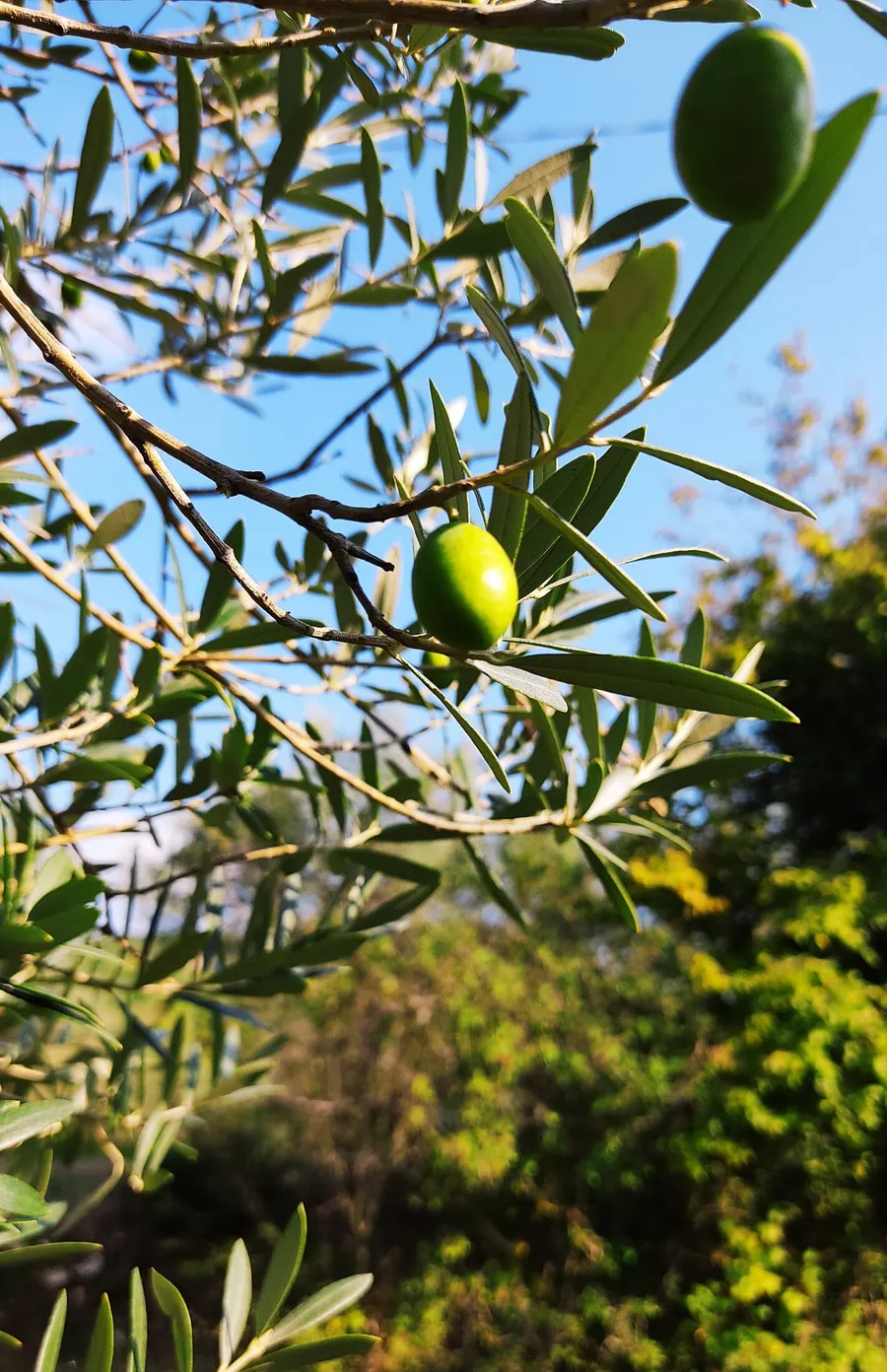 Una drupa verde prima della raccolta