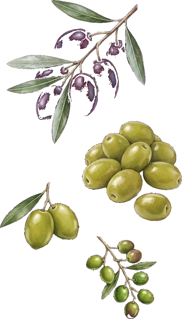 Illustrazione di rami con olive verdi e nere